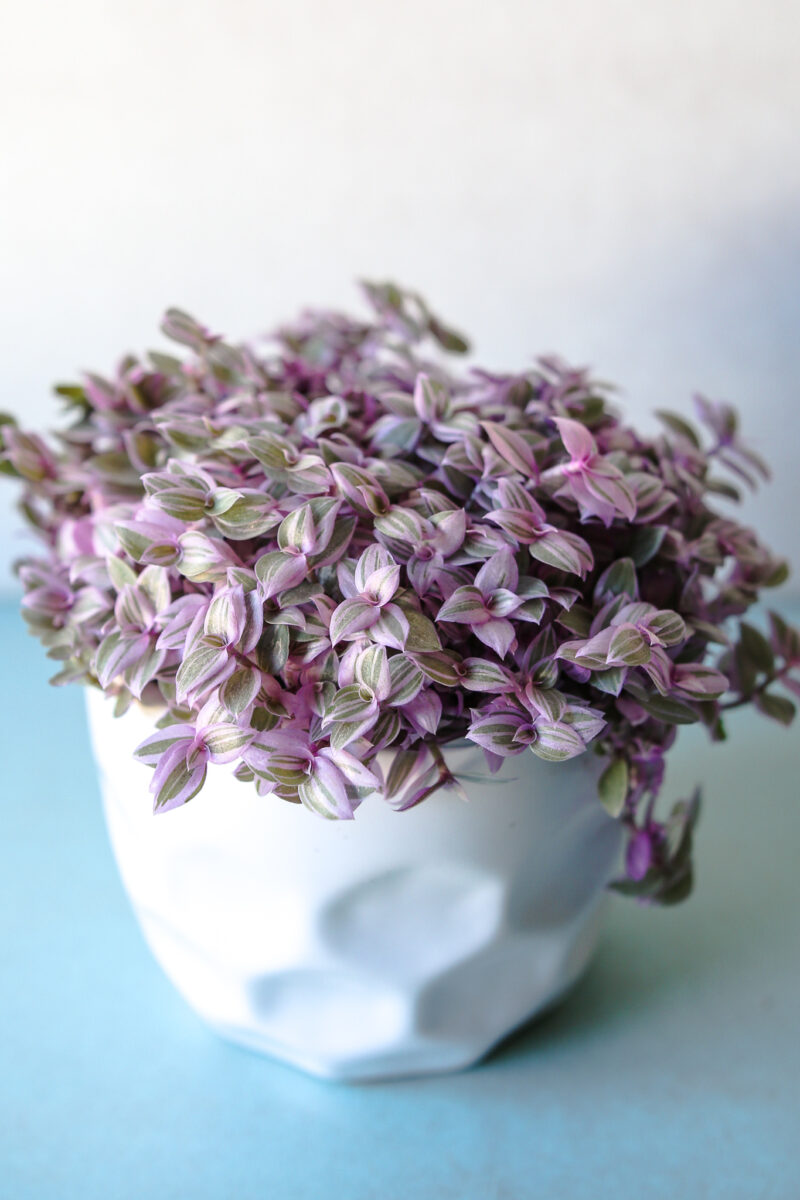 Callisia rosato ‘Pink Lady’