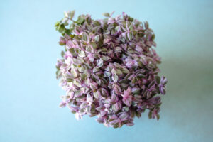 Callisia rosato ‘Pink Lady’