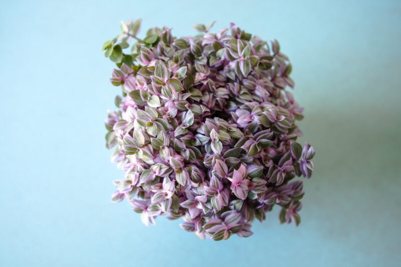 Callisia rosato ‘Pink Lady’