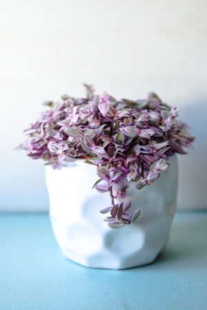 Callisia rosato ‘Pink Lady’