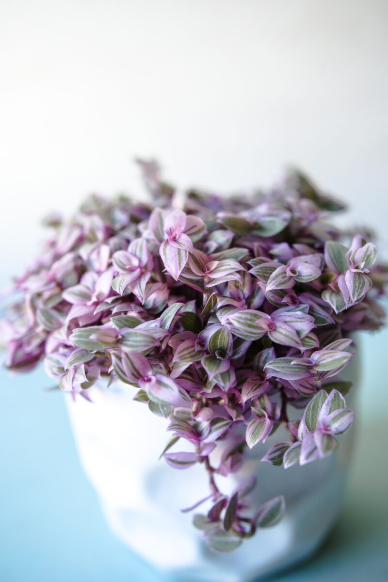 Callisia rosato ‘Pink Lady’