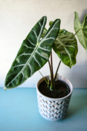 Alocasia Longiloba