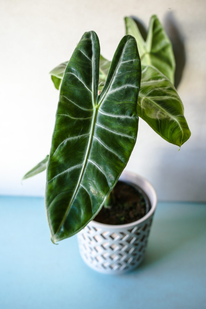 Alocasia Longiloba