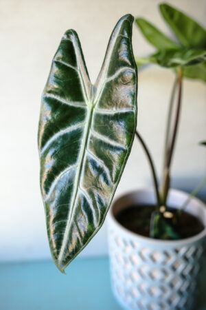Alocasia Longiloba