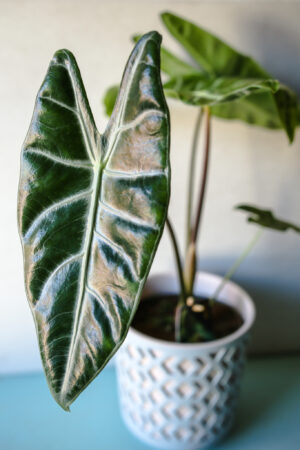 Alocasia Longiloba