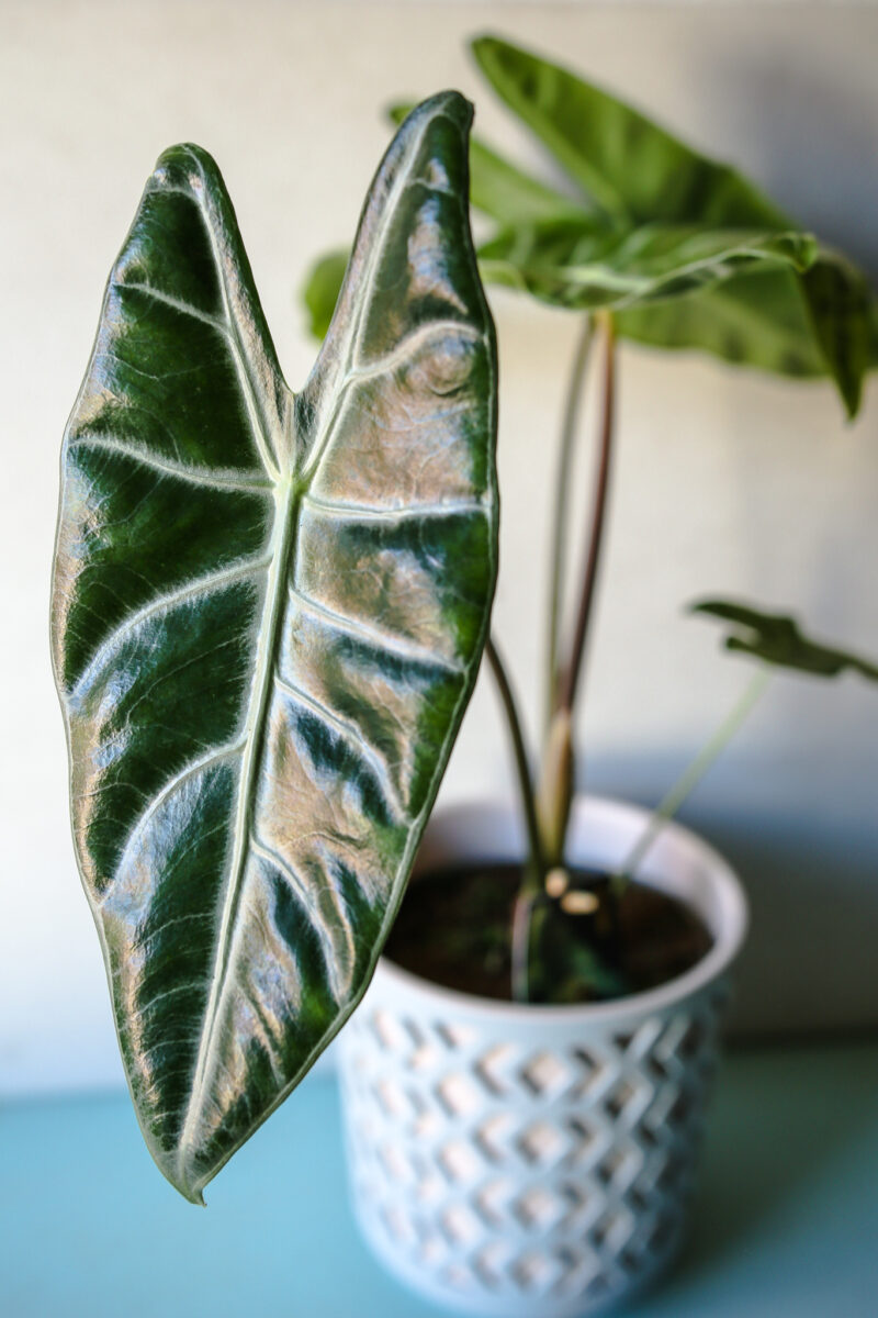Alocasia Longiloba