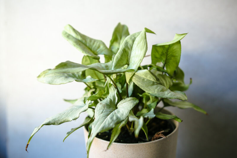 Syngonium Nguengi Laima Syngonium Nguengi Laima