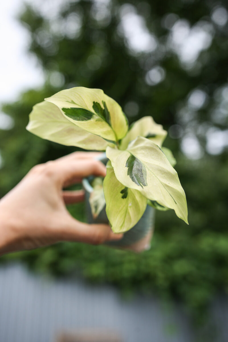 Calathea Yellow Fussion