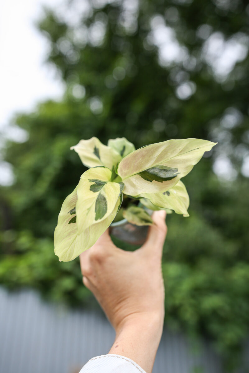 Calathea Yellow Fussion