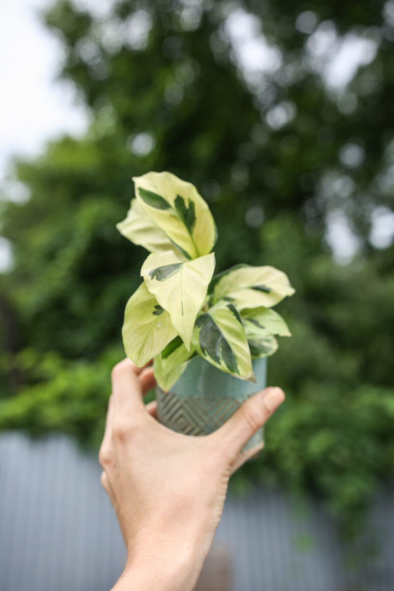Calathea Yellow Fussion