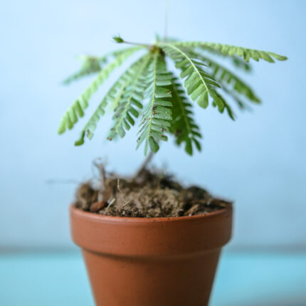 biophytum sensitivum