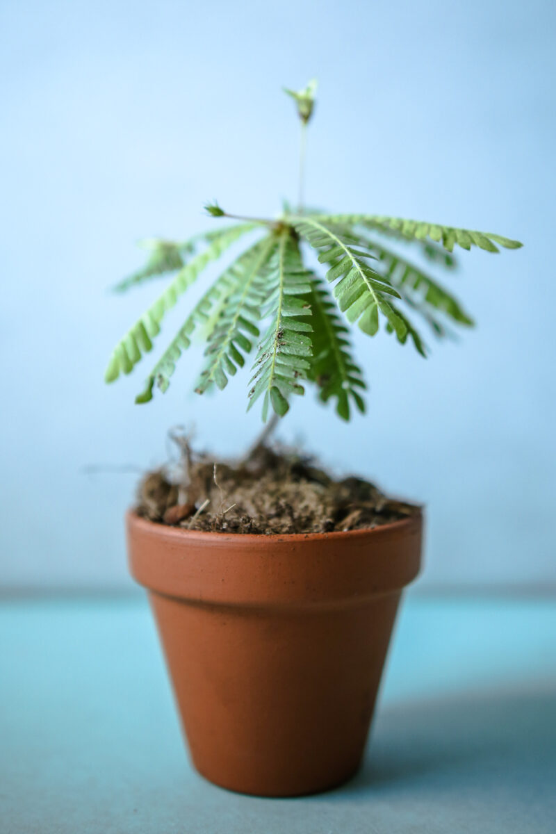 biophytum sensitivum