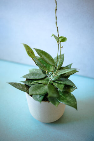 Hoya parastica black edge