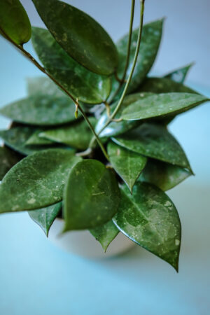 Hoya parastica black edge