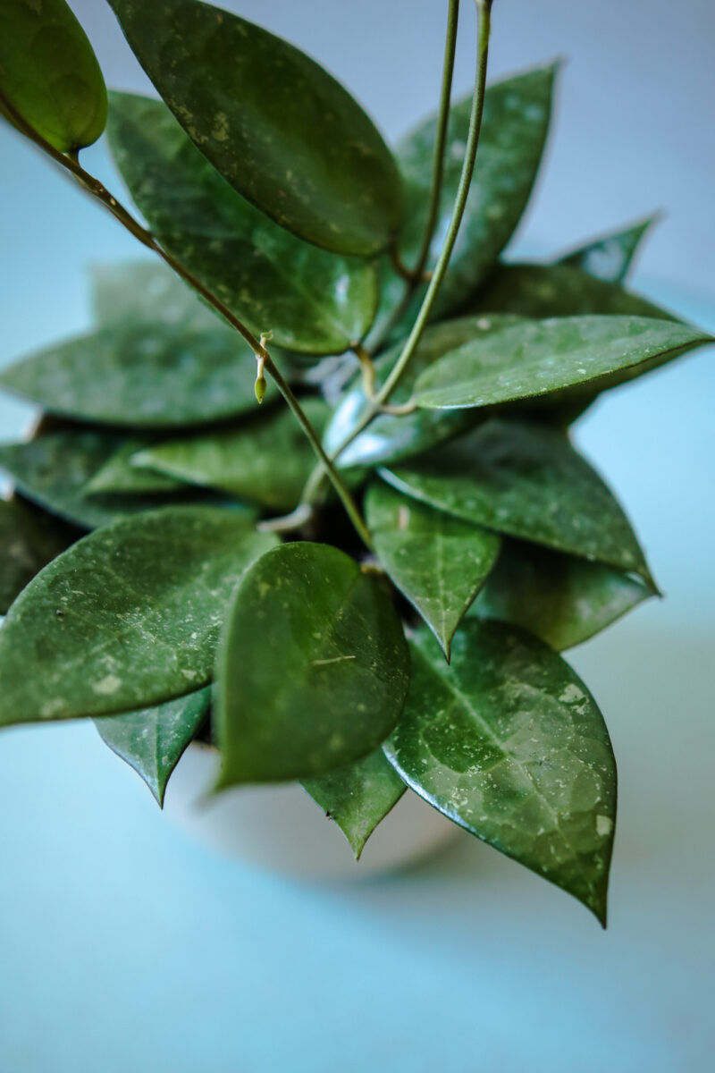 Hoya parastica black edge