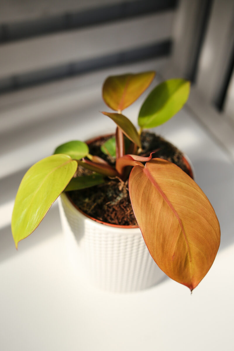 Philodendron Prince of Orange