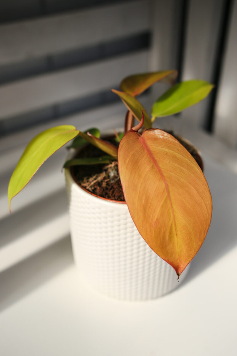 Philodendron Prince of Orange