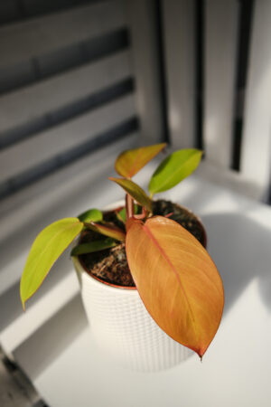 Philodendron Prince of Orange