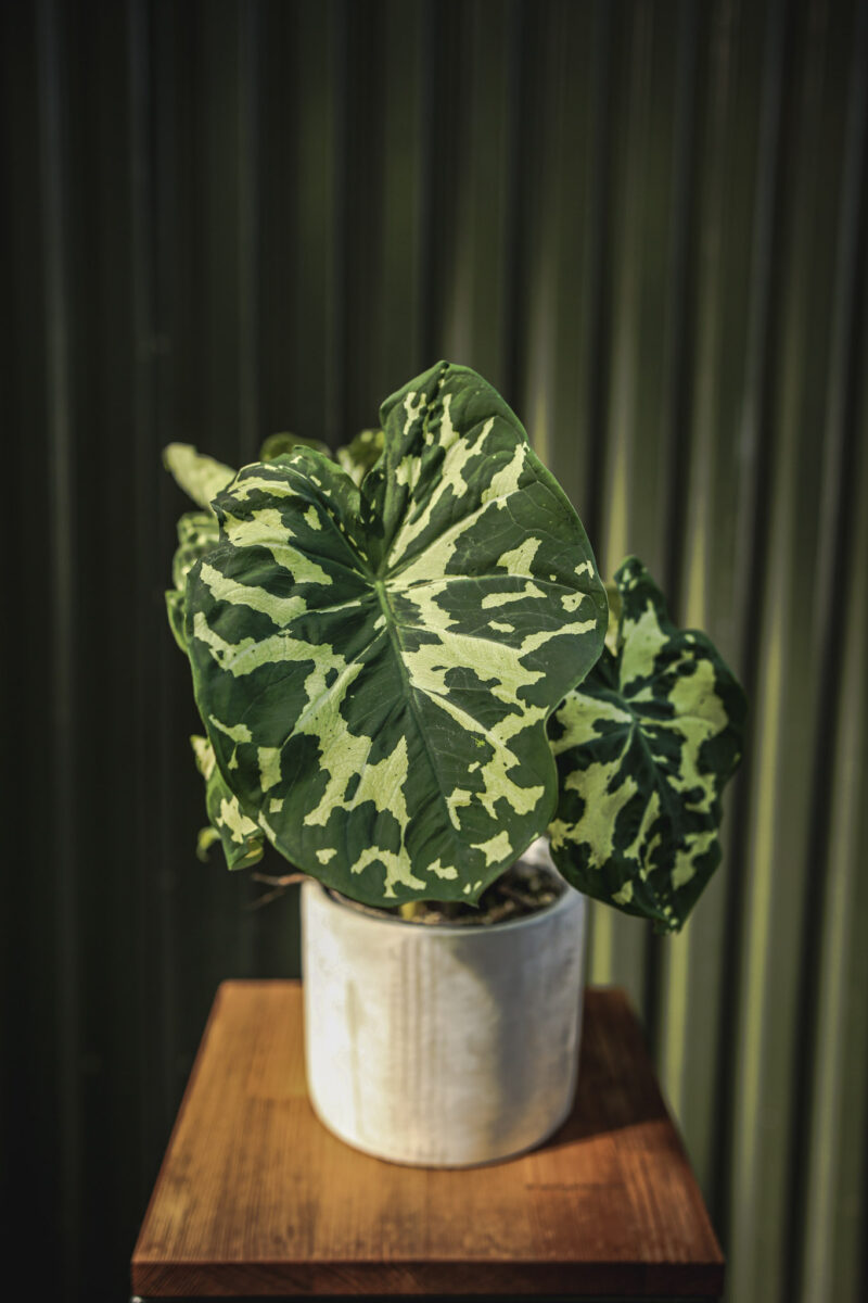 Caladium Hilo Beauty