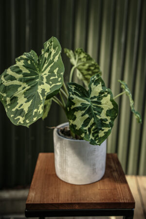 Caladium Hilo Beauty