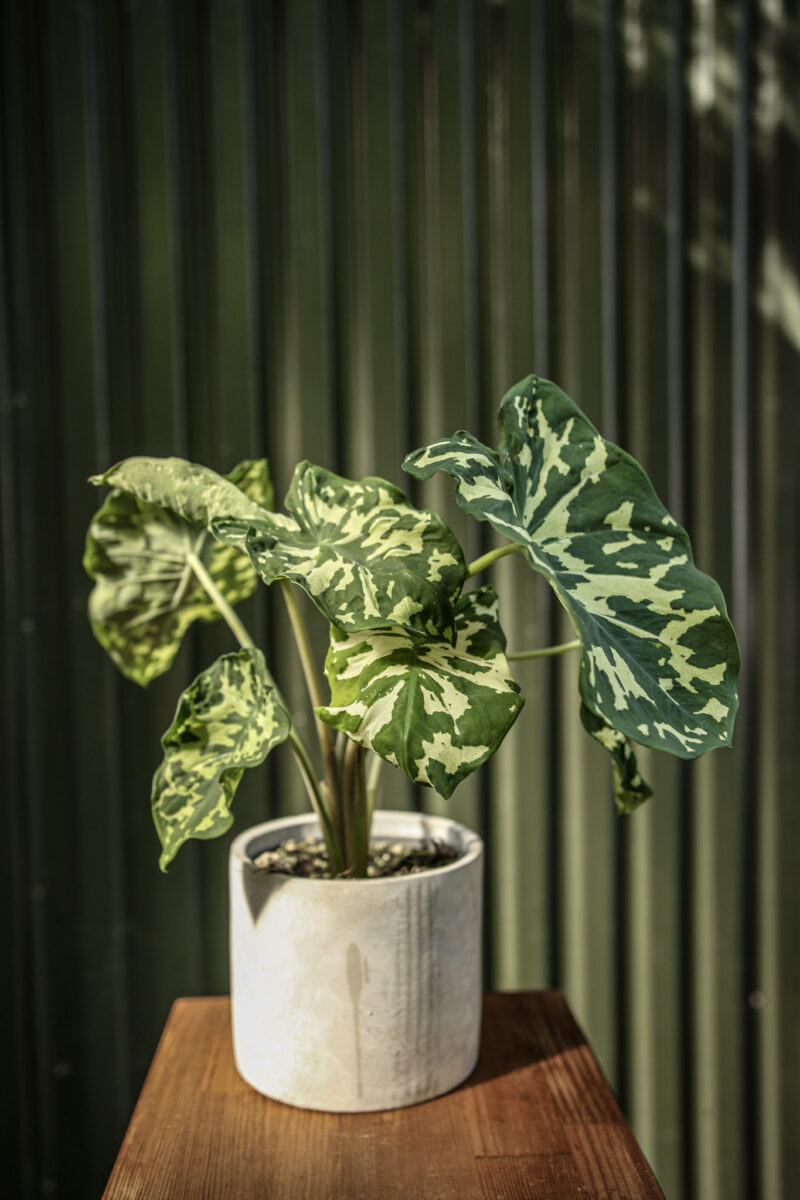 Caladium Hilo Beauty