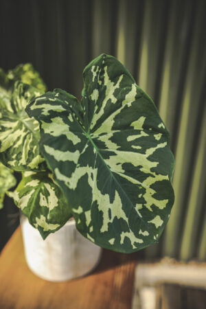 Caladium Hilo Beauty