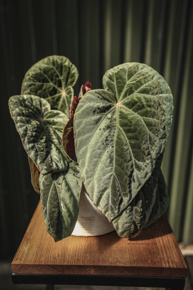 Begonia burkillii silver edge form