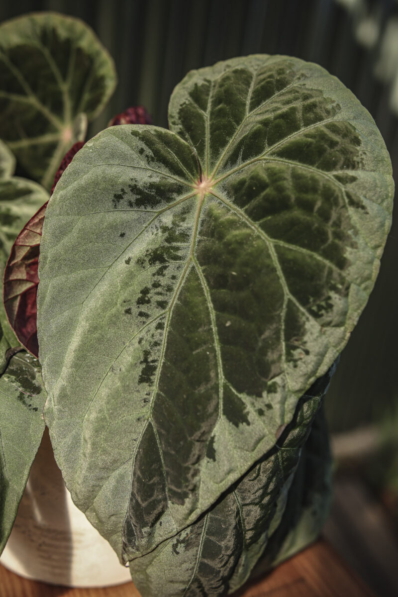 Begonia burkillii silver edge form