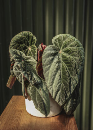 Begonia burkillii silver edge form