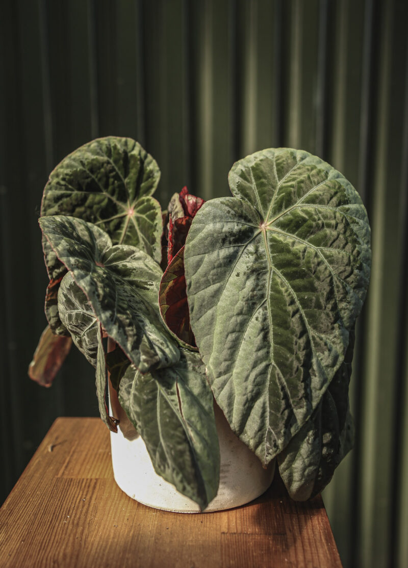 Begonia burkillii silver edge form