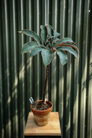 Amorphophallus Atrovirdis – Dziwidło