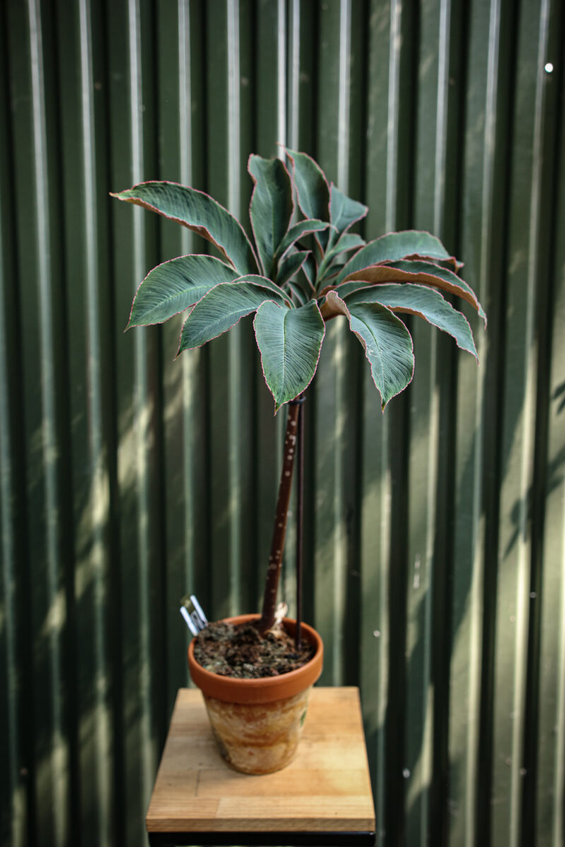 Amorphophallus Atrovirdis – Dziwidło