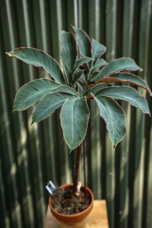 Amorphophallus Atrovirdis – Dziwidło