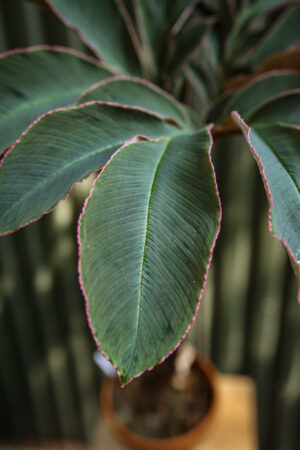 Amorphophallus Atrovirdis – Dziwidło