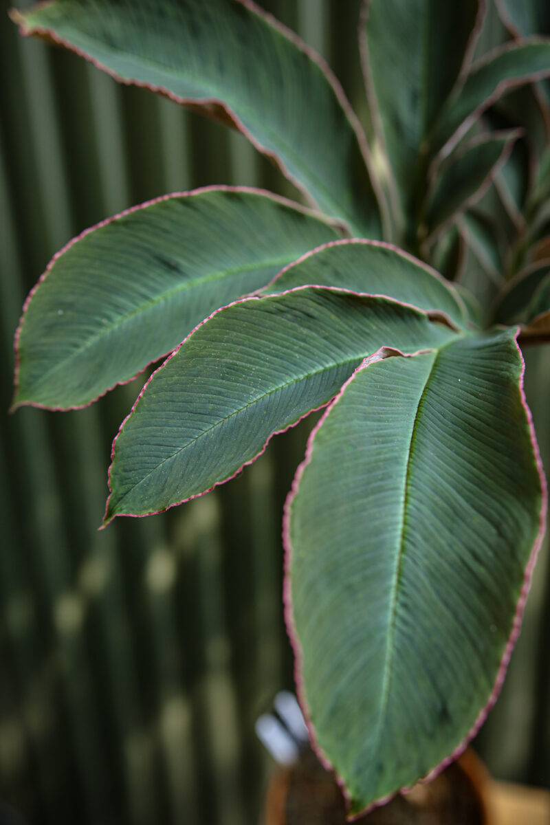 Amorphophallus Atrovirdis – Dziwidło