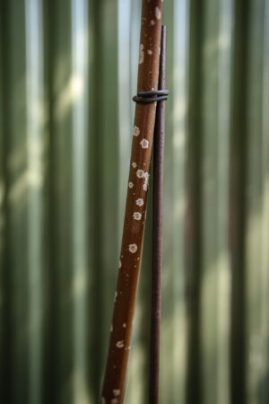 Amorphophallus Atrovirdis – Dziwidło