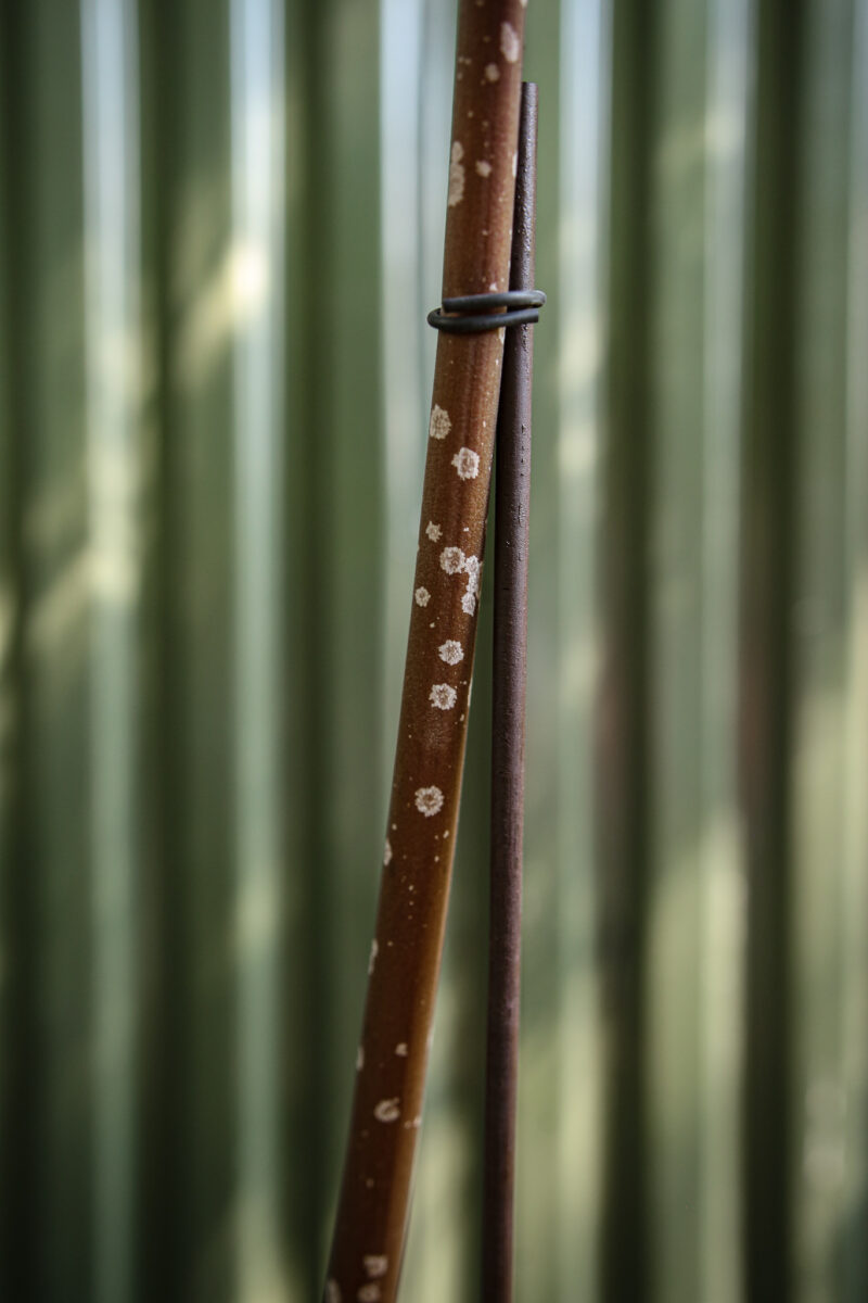 Amorphophallus Atrovirdis – Dziwidło