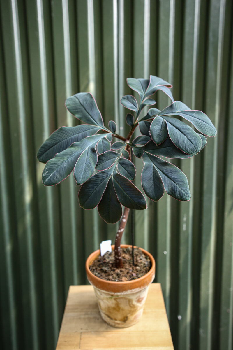 Amorphophallus Atrovirdis – Dziwidło