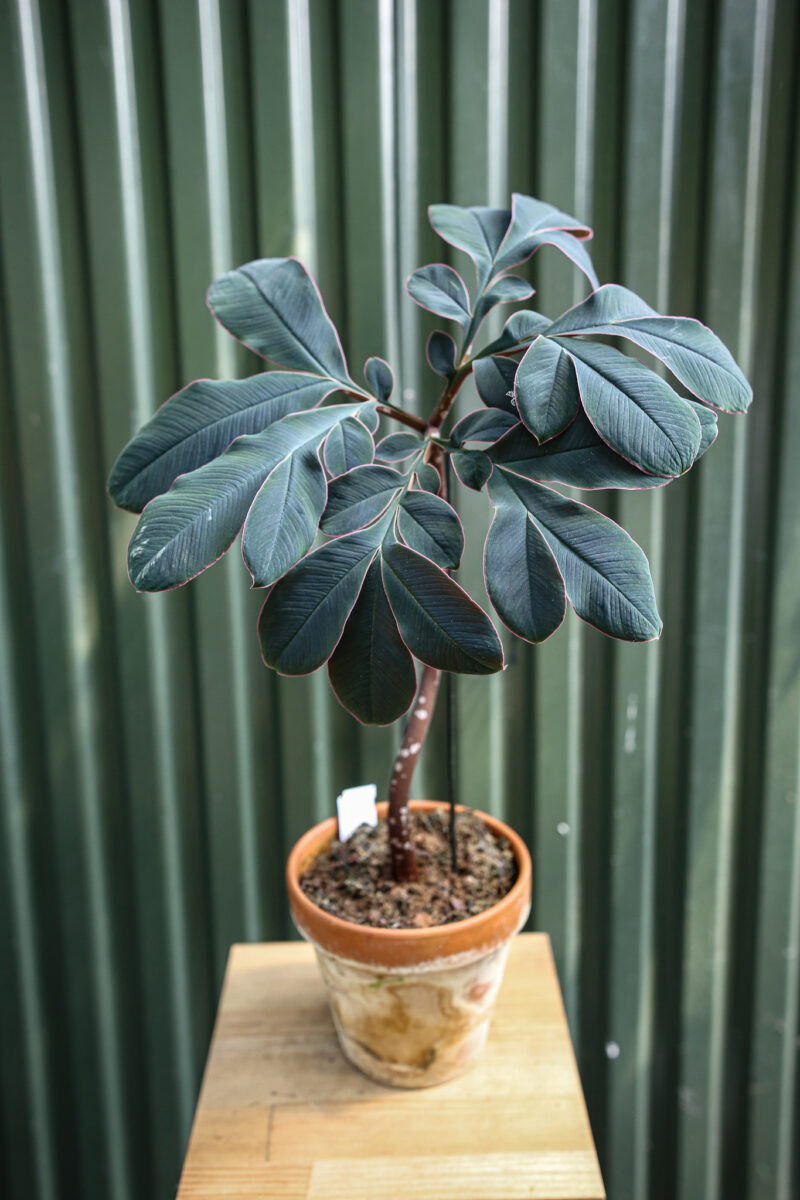 Amorphophallus Atrovirdis – Dziwidło Amorphophallus Atrovirdis – Dziwidło