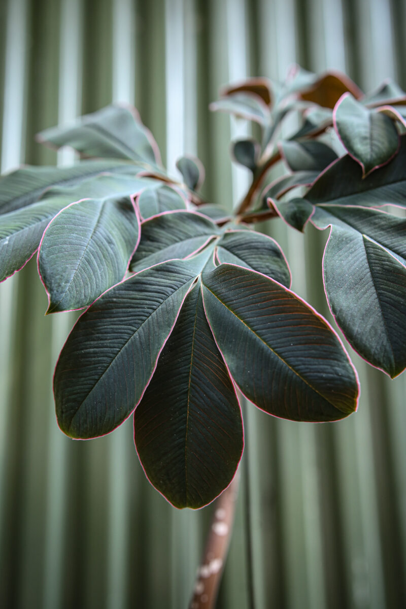 Amorphophallus Atrovirdis – Dziwidło