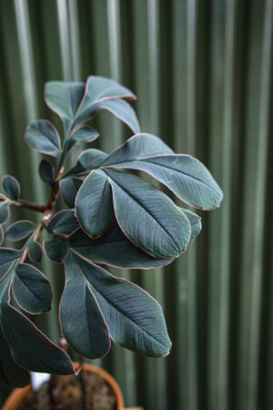 Amorphophallus Atrovirdis – Dziwidło