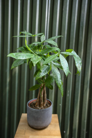 Pachira (Pachira wodna)