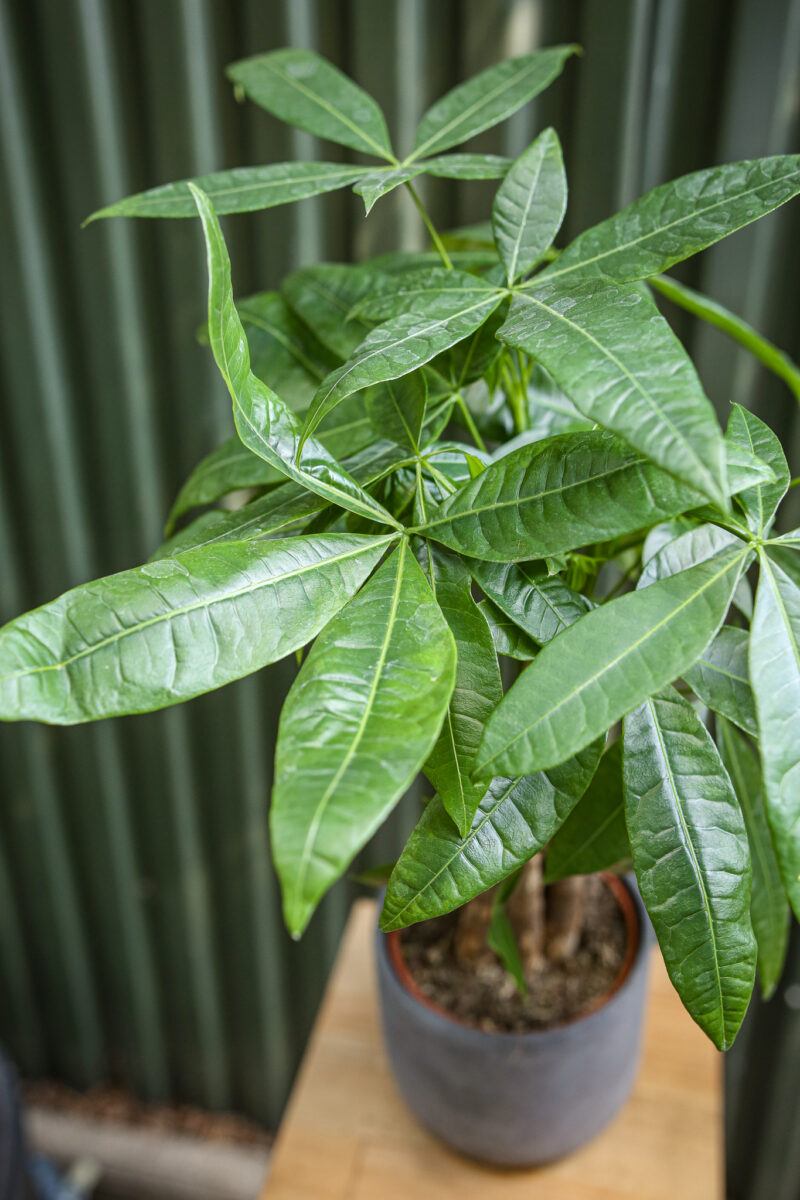 Pachira (Pachira wodna)