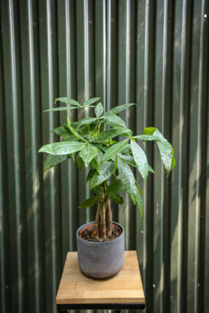 Pachira (Pachira wodna)