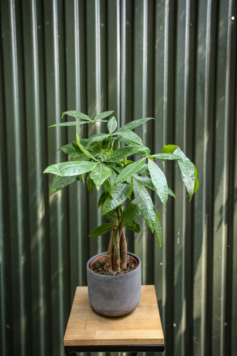 Pachira (Pachira wodna) Pachira (Pachira wodna)