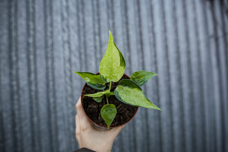 Alocasia cucullata variegata słabsze wybarwienie