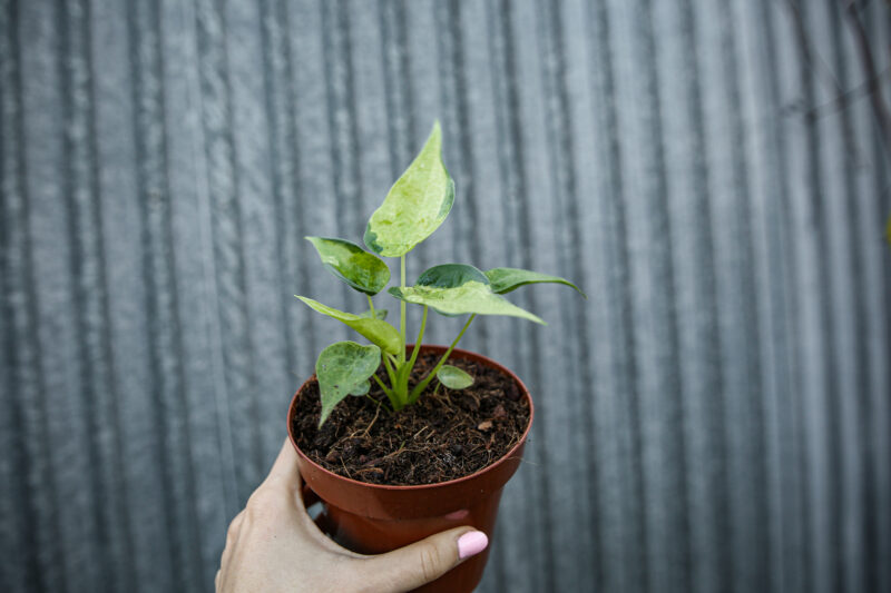 Alocasia cucullata variegata słabsze wybarwienie