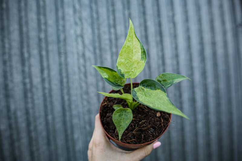 Alocasia cucullata variegata słabsze wybarwienie