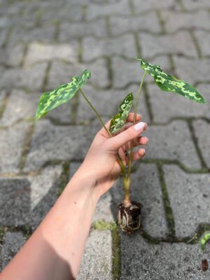 Caladium Hilo Beauty