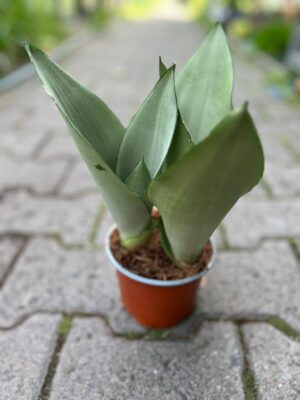 Sansewieria ‘Moonshine’